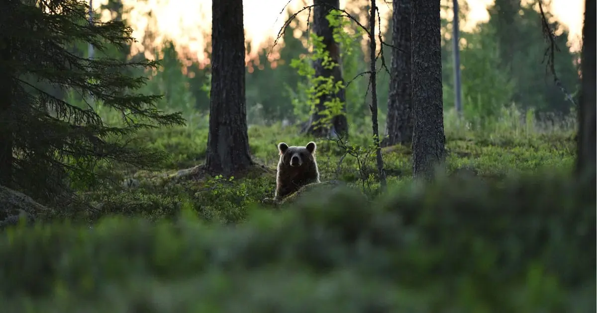 forested land with bear peeking through brush