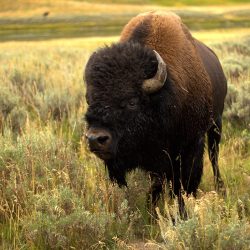 buffalo buffalo