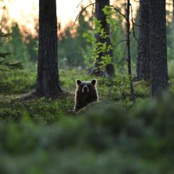 forested land with bear peeking through brush